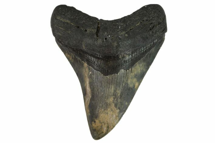 Fossil Megalodon Tooth - South Carolina #119642